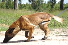 Animals of war