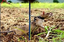 Animals of war
